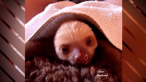 Baby Sloth try to sleep | CutestOverloaded |