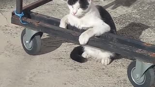 Funny cat sunbathing in the garden