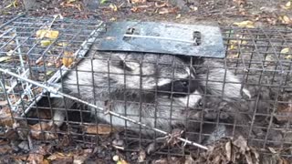 Huge Racoon caught in small trap. He/She is MAD. 9-30