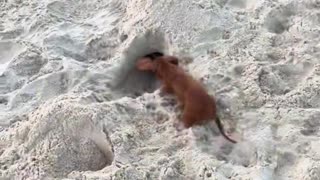 Miniature Dachshund Digs a Tunnel on the Beach