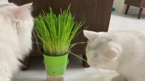 Video of a cute white cat eating grass