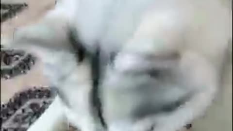 Adorable Husky funny video !!!!!!!!!