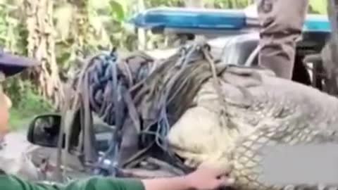 A villager in Indonesia catches a 4-meter-long crocodile with a rope