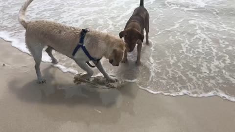 Dogs Find a Crab on the Beach