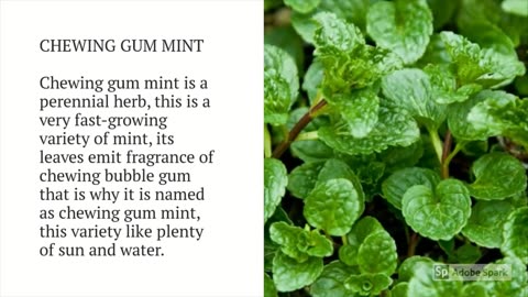 How to Identify Different Varieties of Mint!