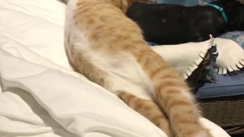 Cute Cat Rolls Off Bed