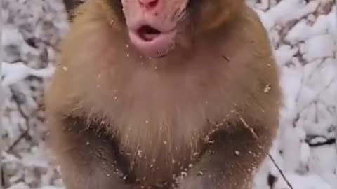 baby monkey is freezing cold short video