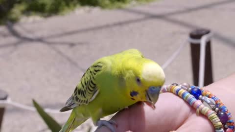 A Person Feeding a Bird