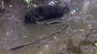 Naughty Cocker Spaniel ignores mum and plays in swamp