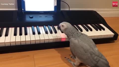 Amazing!_African_grey_parrot_plays_tune_on_piano(480p)