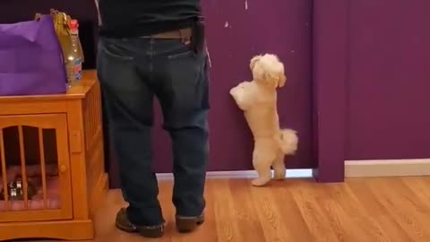 My Dog Dance With Me 🤣