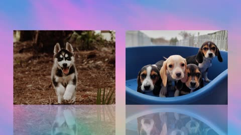 WSFA - Cachorros Fofos do GOOGLE 2023 - 3