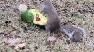 Squirrel Dines Out on Delicious Avocado