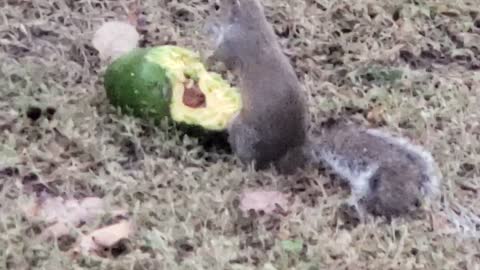 Squirrel Dines Out on Delicious Avocado