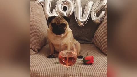Romantic pug gets ready for date night