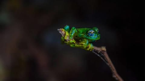 Poison Frog Facts You’ll Never Forget