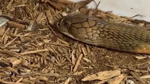 Satisfying Snake Skin Shed