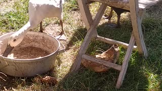 My animals in the garden. Look how happy they are! ;-)