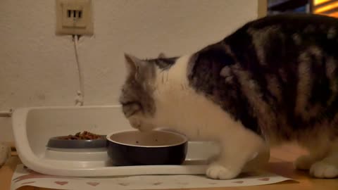 Cat eating your dinner is very funny