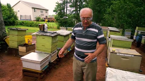 Пасека #23 Queen Cell Test Live Queen Part 2 beekeeping for beginners