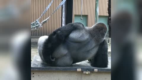 gorilla scratching his butt