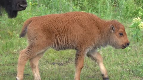 CUTE BABY BISON WALKING AROUND