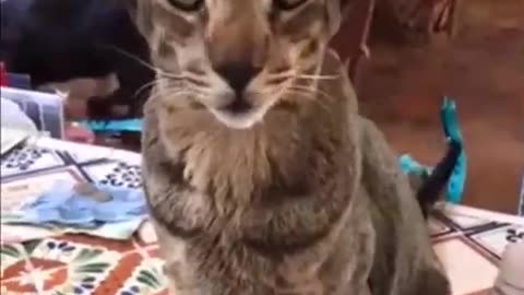Oriental Cats love to chat