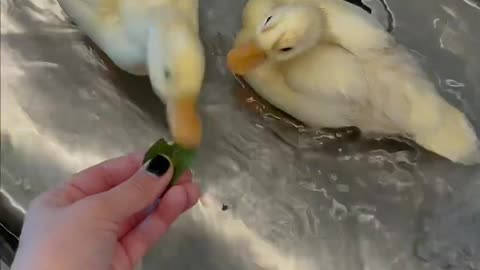 Ducks ASMR #shorts #petduck