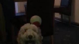 Dog getting hit with ball in slow motion