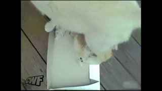 CuteWinFail_ Peeing Dog Fail