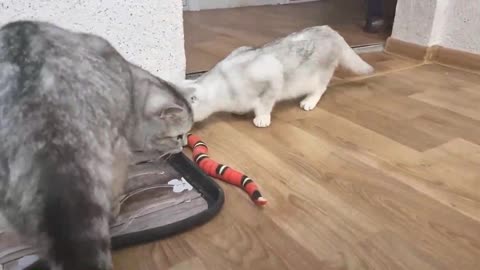 Cats and a snake