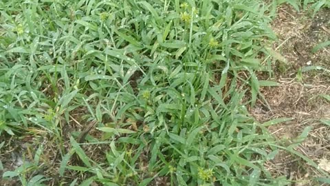 Crabgrass In Late Summer Months