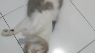 cat pretending to be dead 2