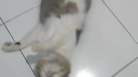 cat pretending to be dead 2