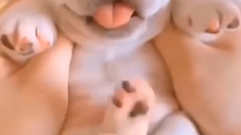 Cutest Puppy Dog |funny dogs