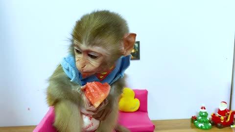 Baby Monkey Bip Bip eats watermelon and plays with a cute puppy