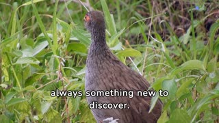 "Graceful Gems of the Countryside: The Enchanting World of Pheasants 🦚 | Wildlife Documentary"