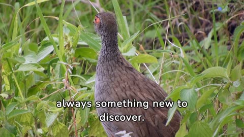"Graceful Gems of the Countryside: The Enchanting World of Pheasants 🦚 | Wildlife Documentary"