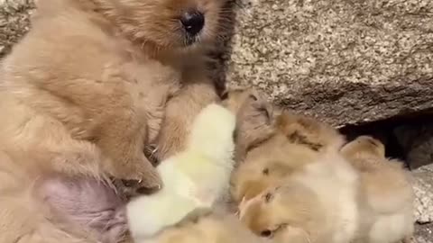 Cute puppy with his ducks friends