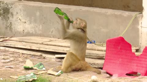 Monkey Drinking 7up | Monkey Drunk | MONKEY FUNNY VIDEO