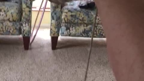 Small Dog Refuses To Let Go Of Shoelace Despite Being In The Air