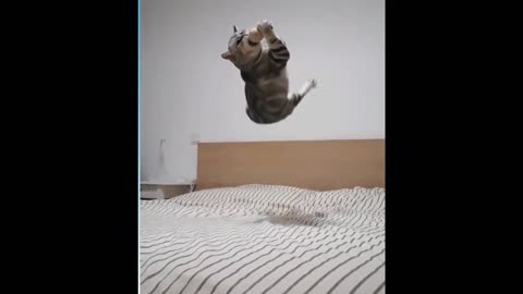 Funny Cat Videos - Cat Videos Compilation