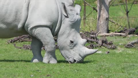 Rhino Grazing