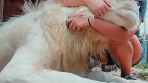 Barbary Lion & women kiss 😘