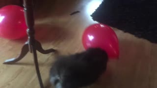 KS Pomeranian Plays with Red Balloons