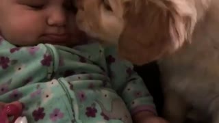 Sweet puppy gives baby precious kisses