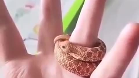 Un petit serpent