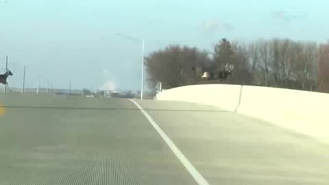 Deer Jump Off Overpass