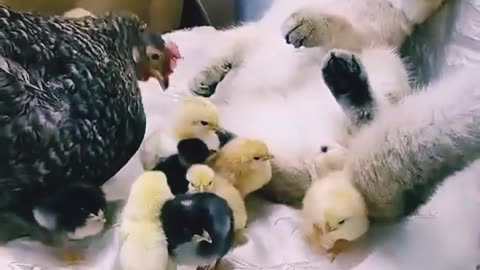 Cat and hen mother funny fight
