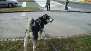 Alaskan Malamute Howls At A Passing Ambulance